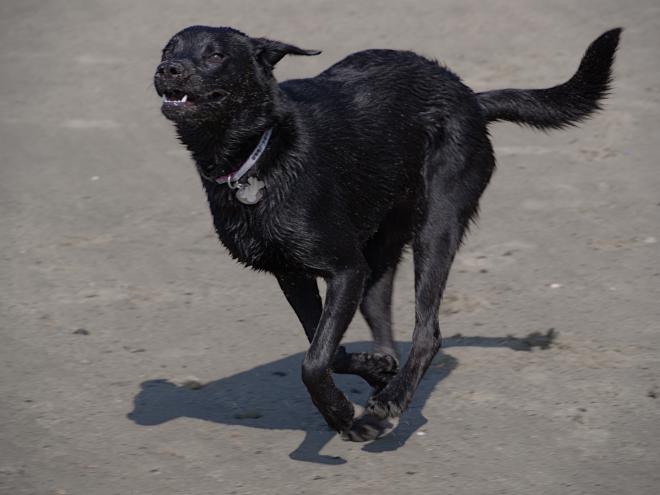 Teaser running on the sand